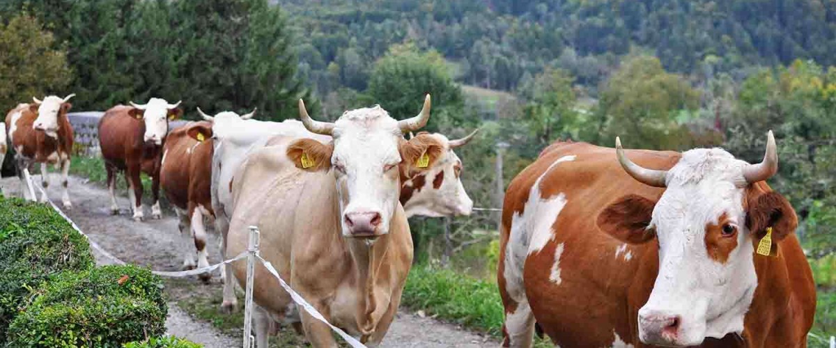 zgornja_vas_živinoreja_krava_pašništvo.jpg